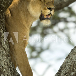 lioness in the tree