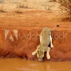 Löwe trinkt am Wasserloch