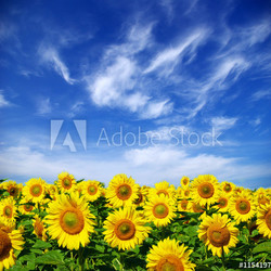 sunflower field