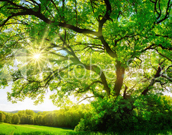 Die Sonne scheint durch große majestätische Eiche, Panorama Format