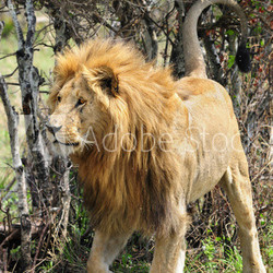 Lion (Panthera leo).