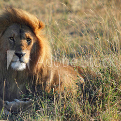 Lion (Panthera leo) at Masai Mara, Kenya