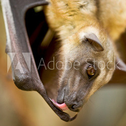 Flughund macht sich sauber
