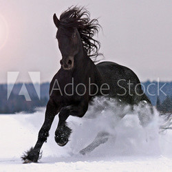 Frisian horse on snow