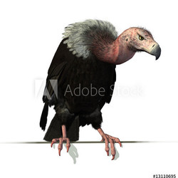 Vulture Perched on an Edge