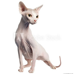 Sphynx (4 years old)