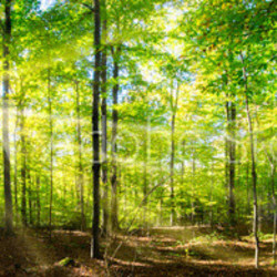 Grüner Wald im Frühling und Sommer