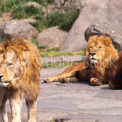 ライオンの群れ