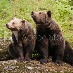 Two bears