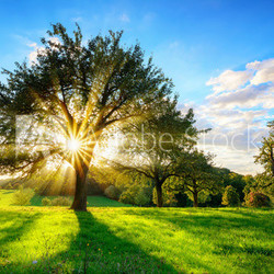 The sun shining through a tree on a green meadow, a vibrant rural landscape with blue sky before sunset