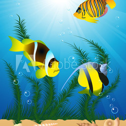 Exotic fish under water