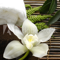 White orchid in a spa