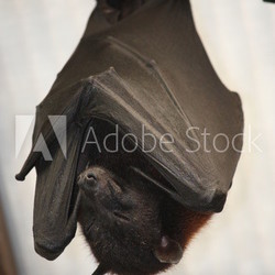 Bat