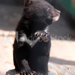 Kragenbär-Nachwuchs