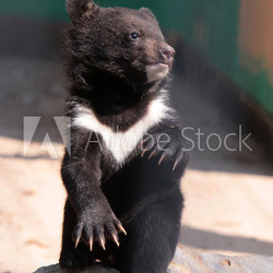 Kragenbär-Nachwuchs