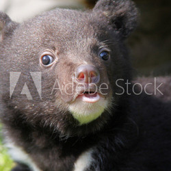 Kragenbär-Nachwuchs