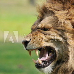 Angry lion