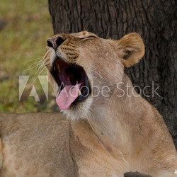 Gähnende Löwin