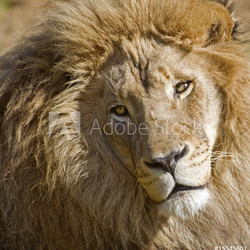 Male African Lion