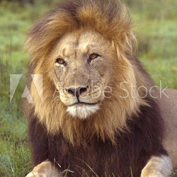 A large Male lion looks at the photographer