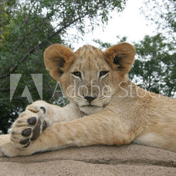 Lion cub lying in the sun