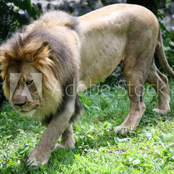 Male African Lion