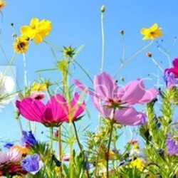 Blumenwiese - Hintergrund Panorama - Sommerblumen
