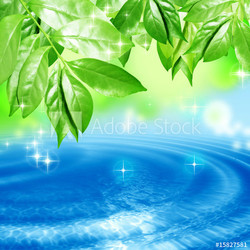 水面にゆれる葉