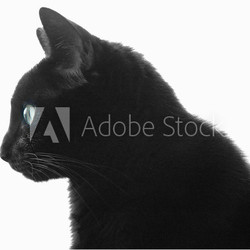 black cat profile over white