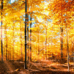 Wald Panorama im goldenen Herbst