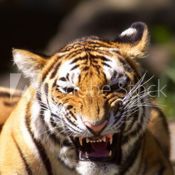 growling tiger