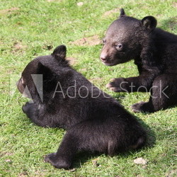 Kragenbär-Nachwuchs