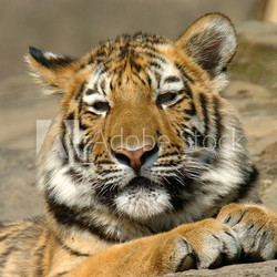 tiger cub