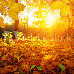  Autumn leaves on the sun