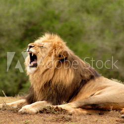 Male lion (panthera leo) roaring