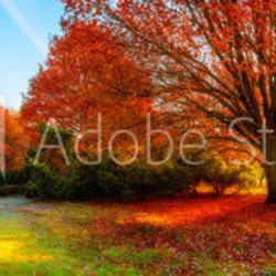 Landscape in autumn with big oak tree