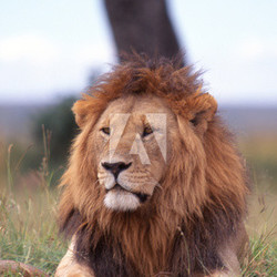 ライオン