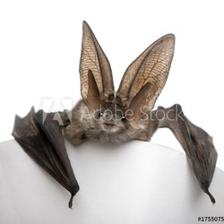 Grey long-eared bat, in front of white background, studio shot
