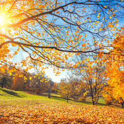 Sunny autumn landscape with golden trees and blue sky in countryside
