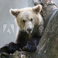 Grizzly bear on a tree