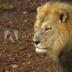 Male lion looking intently