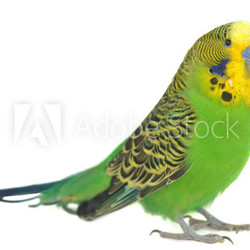 portrait of  budgerigar