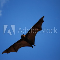 Flughund / Fledermaus im Flug