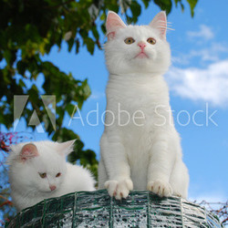 Two Kittens on Top of Roll of Garden Fencing