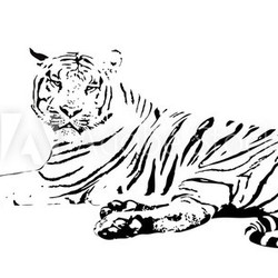 white tiger on a white background