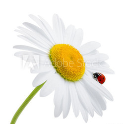 Ladybug is sitting on camomile against sky