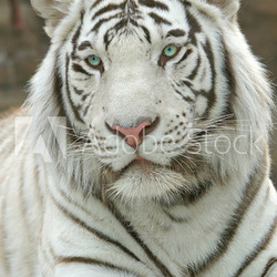 White Tiger 2010