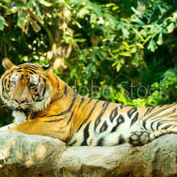 Tiger Tiger laying on rock