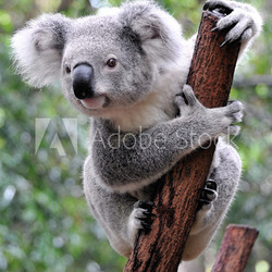 Curious koala