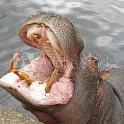 les dents de la mére